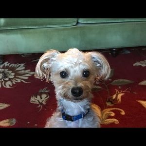 Meet your Posher, Wayne